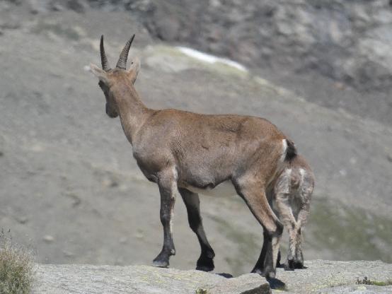 Nombreux sentiers de randonnées pedestres, VTT ou ski de randonnée du Parc National des Ecrins